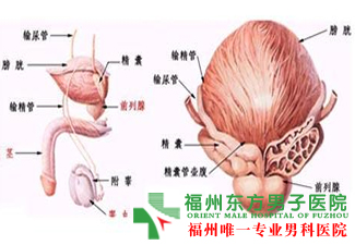 血尿的症状及其治疗方法?
