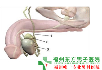 生殖器上长小疙瘩怎么回事呢? 生殖器上长小疙瘩怎么回事呢?