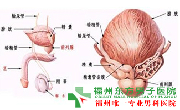 精囊炎的危害？