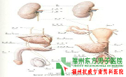 精囊炎症状有哪些?