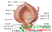 精囊炎检查?