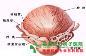 前列腺大小正常值是多少