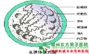 解脲支原体原因?