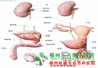 男人尿痛是什么原因