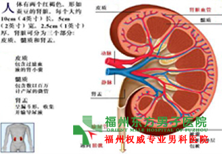 睾丸炎注意事项