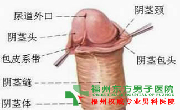 包皮水泡的原因