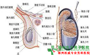 睾丸下垂是否正常 睾丸下垂是否正常