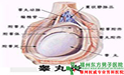 睾丸炎原因有哪些 睾丸炎原因有哪些