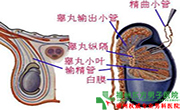 睾丸炎治疗方法 睾丸炎治疗方法