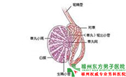 睾丸炎咨询问题 睾丸炎咨询问题