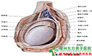 睾丸一大一小是怎么回事 睾丸一大一小是怎么回事