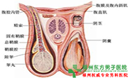 睾丸肿块原因有哪些 睾丸肿块原因有哪些