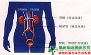 泌尿疾病挂号