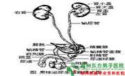 泌尿疾病注意事项有哪些