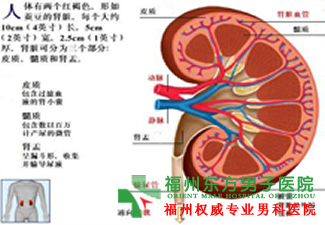 睾丸疼痛的原因是什么 睾丸疼痛的原因是什么