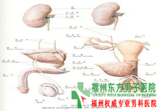 勃起不硬治疗费用要多少呢 勃起不硬治疗费用要多少呢