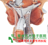 男性生殖器图片